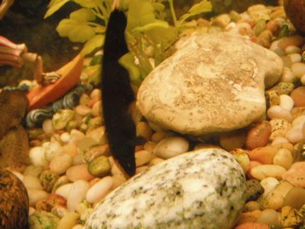 freshwater fish - apteronotus albifrons - black ghost knifefish stocking in 55 gallons tank - Ghost Knife Fish