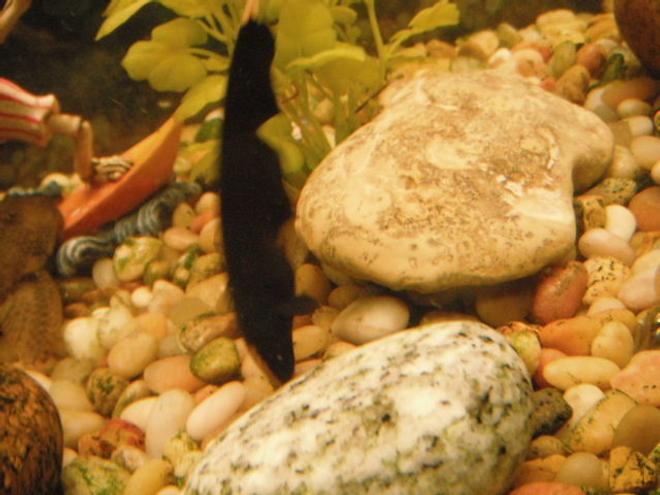 freshwater fish - apteronotus albifrons - black ghost knifefish stocking in 55 gallons tank - Ghost Knife Fish