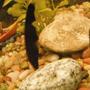 freshwater fish - apteronotus albifrons - black ghost knifefish stocking in 55 gallons tank - Ghost Knife Fish