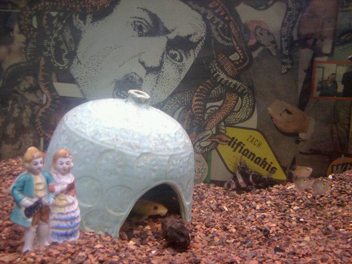 freshwater fish - gyrinocheilos aymonieri - gold algae eater stocking in 55 gallons tank - Golden Algae Eater, Hi-fin and balloon tetras