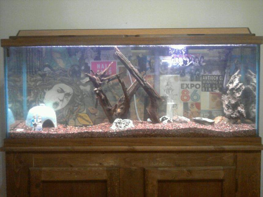 Rated #275: 55 Gallons Freshwater Fish Tank - Lights on. Not glamorous, but not exactly fugly for a hand-me-down tank...