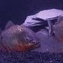 freshwater fish - pygocentrus nattereri - redbellied pirhana stocking in 120 gallons tank - 2 x 8" Red Belly Piranhas (Males) & 1 x 9" Red Belly Piranha ( Female who is Spawning ) in the middle