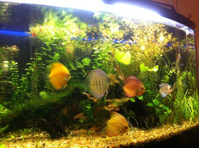 48 gallons planted tank (mostly live plants and fish) - Discus