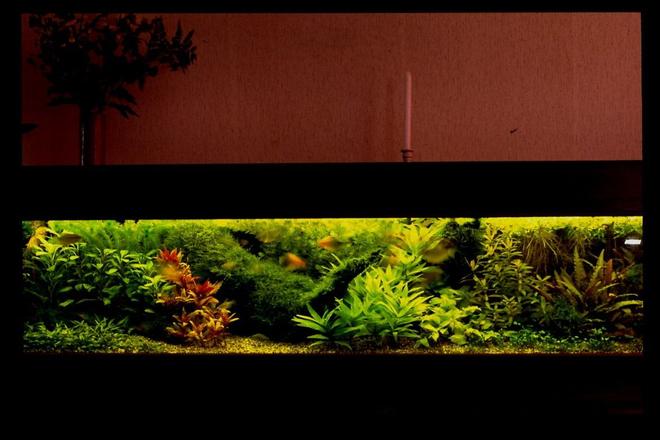 500 gallons planted tank (mostly live plants and fish) - composition of  plants are important