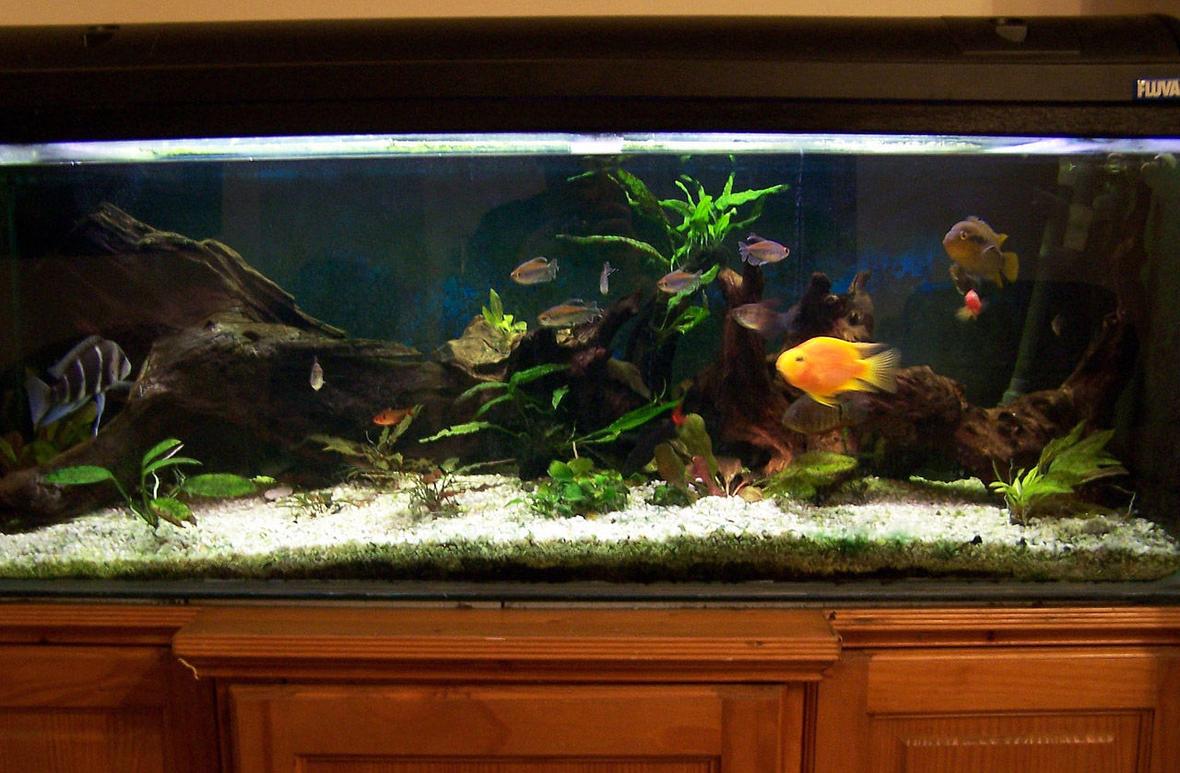 56 gallons planted tank (mostly live plants and fish) - Various community fishes and cichlids (Frontesza, Rainbow, Severum, Angel, Parrot) with some live plants in a 4ft by 1.5 ft tank
