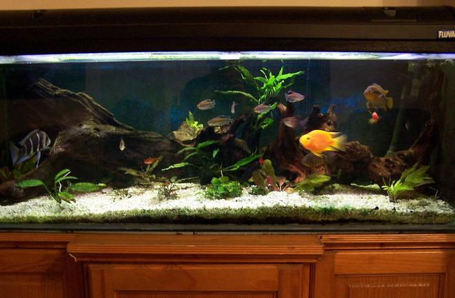 56 gallons planted tank (mostly live plants and fish) - Various community fishes and cichlids (Frontesza, Rainbow, Severum, Angel, Parrot) with some live plants in a 4ft by 1.5 ft tank