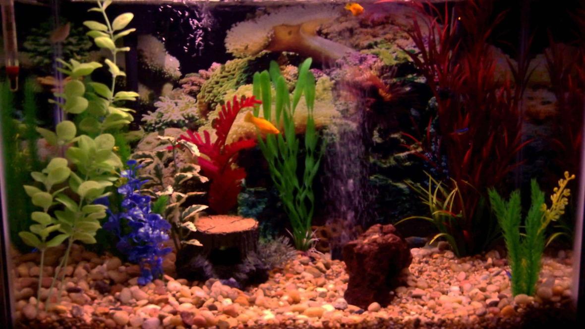 40 gallons freshwater fish tank (mostly fish and non-living decorations) - My 20 gallon high freshwater fish tank.