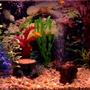40 gallons freshwater fish tank (mostly fish and non-living decorations) - My 20 gallon high freshwater fish tank.