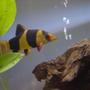 fish tank picture - Clown