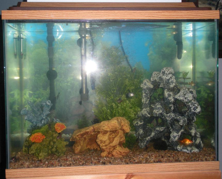 Rated #286: 40 Gallons Freshwater Fish Tank - my 40 gal tank - sorry for the flash... the other pic came out blurry