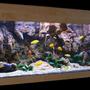 180 gallons freshwater fish tank (mostly fish and non-living decorations) - Malawi Cliff setup