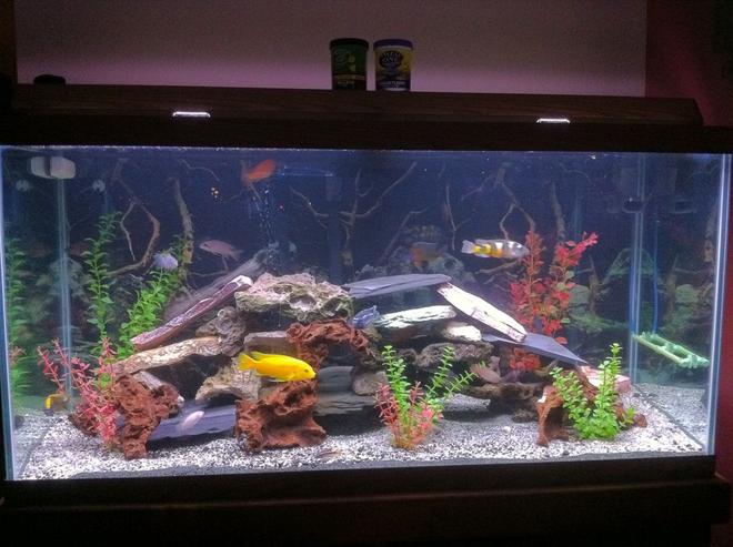 90 gallons freshwater fish tank (mostly fish and non-living decorations) - This is my 90 gallon fish tank that is prodominently african cichlids.  Some of the fish include peacocks, tropheous, kibenesis, clown loach, red tail shark, catfish, lemon jack and many other africans.  I run a fluval fx5 filter that i would highly reccomend.  Thanks for looking at my fish tank and thanks for the votes.