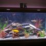 90 gallons freshwater fish tank (mostly fish and non-living decorations) - This is my 90 gallon fish tank that is prodominently african cichlids. Some of the fish include peacocks, tropheous, kibenesis, clown loach, red tail shark, catfish, lemon jack and many other africans. I run a fluval fx5 filter that i would highly reccomend. Thanks for looking at my fish tank and thanks for the votes.