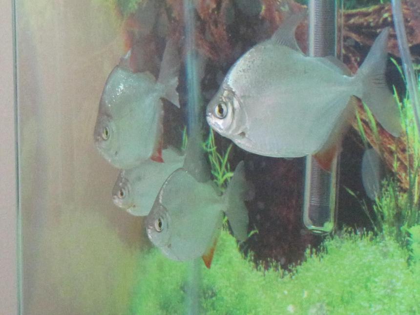 Rated #41: Freshwater Fish - Metynnis Argenteus - Silver Dollar Stocking In 55 Gallons Tank - Silver Dollar School (Rest in Peace all of them)