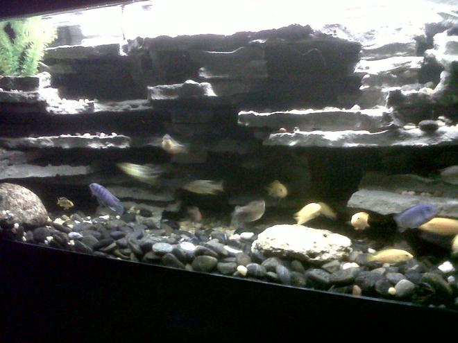 freshwater fish tank (mostly fish and non-living decorations) - this is a 75 gallon 48x18x18 aquarium with all African cichlids,yellow labs,hap 44s,bumble bees,electric blues.the background i made myself from Styrofoam and concrete weighs about ten pounds in total rather then 200 pounds like it was with flagstone