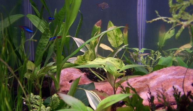 65 gallons planted tank (mostly live plants and fish) - 20 gallon planted refugium