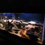 55 gallons freshwater fish tank (mostly fish and non-living decorations) - CHICLID HEAVEN