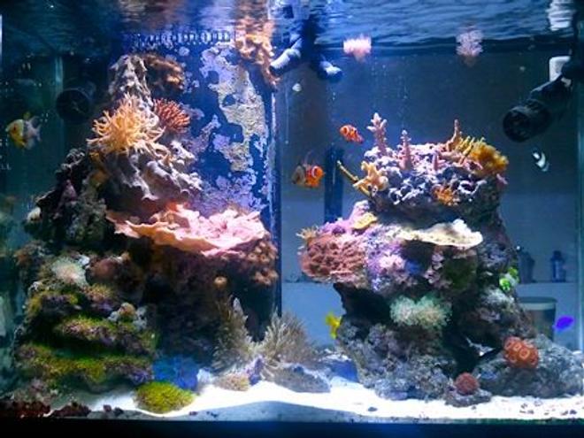 65 gallons reef tank (mostly live coral and fish) - Transition from a mix reef to the SPS dominated direction.  An thats it.