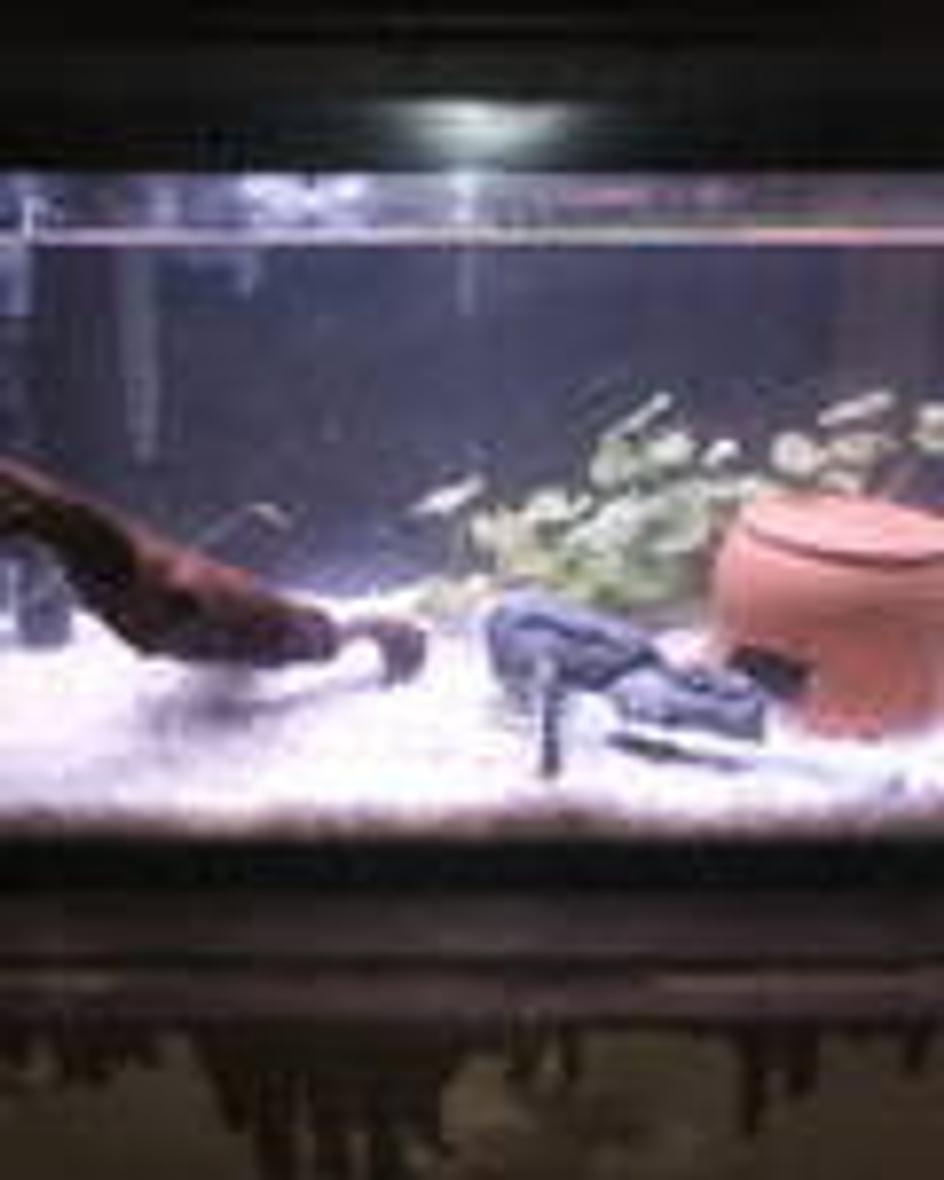 55 gallons freshwater fish tank (mostly fish and non-living decorations) - bristle nose pleco tank, tyring to breed.