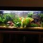 27 gallons planted tank (mostly live plants and fish) - My tank