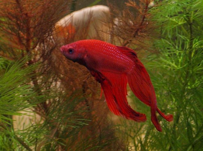 freshwater fish - betta splendens - betta - male stocking in 27 gallons tank - My Fighter