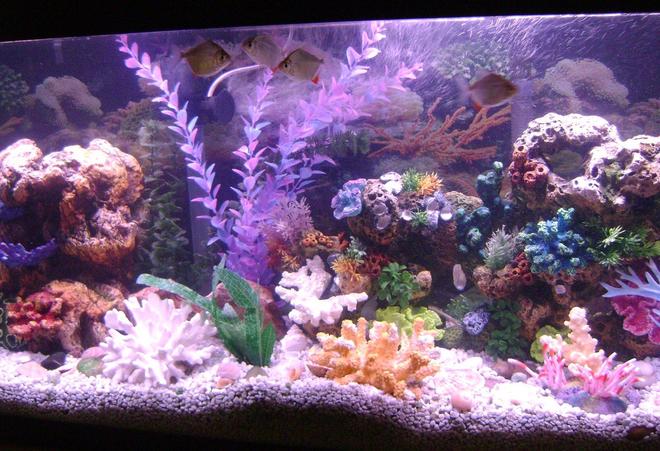 55 gallons reef tank (mostly live coral and fish) - new pics of my tank.i noticed
that my tank was labled as a reef tank.it is NOT a reef tank,its a freshwater tank. i just wanted the look of a reef
tank.