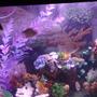 fish tank picture - other pics i have taken