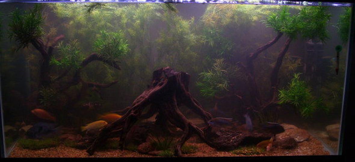120 gallons freshwater fish tank (mostly fish and non-living decorations) - My New 120gal