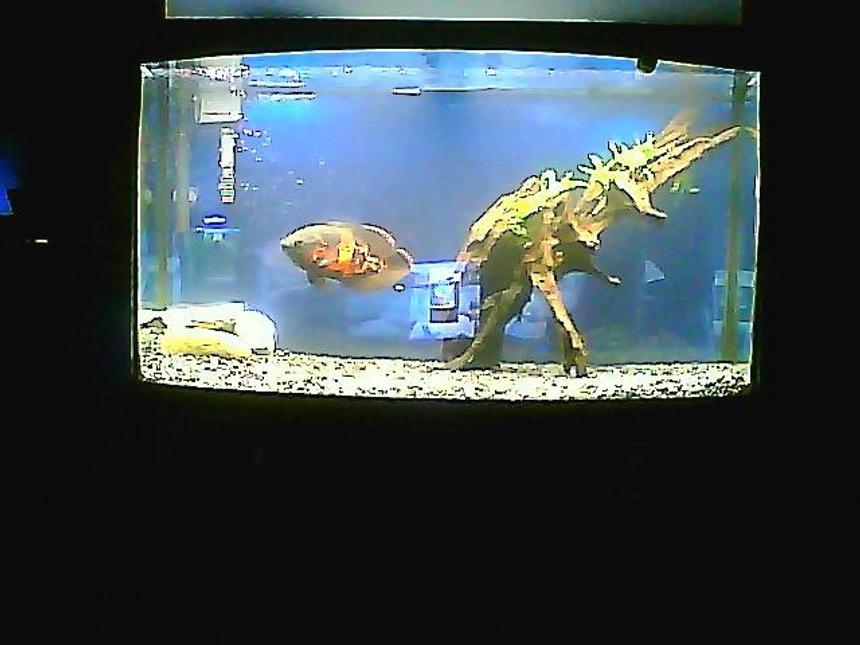 Rated #294: 3 Gallons Freshwater Fish Tank - glenn the tiger oscar, who is a homosexual