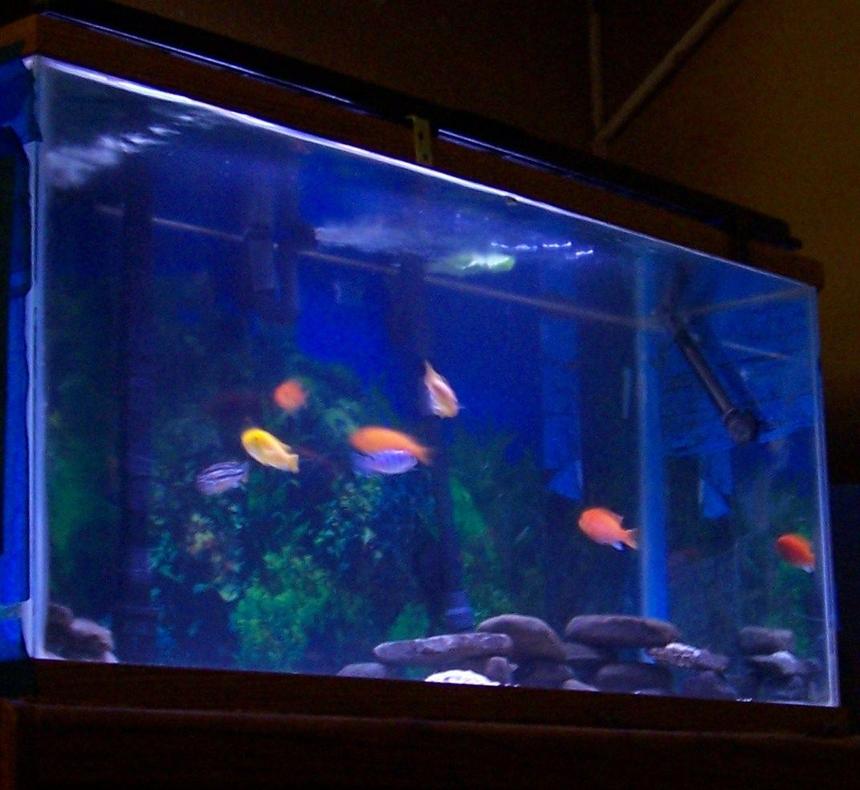 Rated #223: 40 Gallons Freshwater Fish Tank - 40G mbuna Marinland bio wheel + Fluval canister