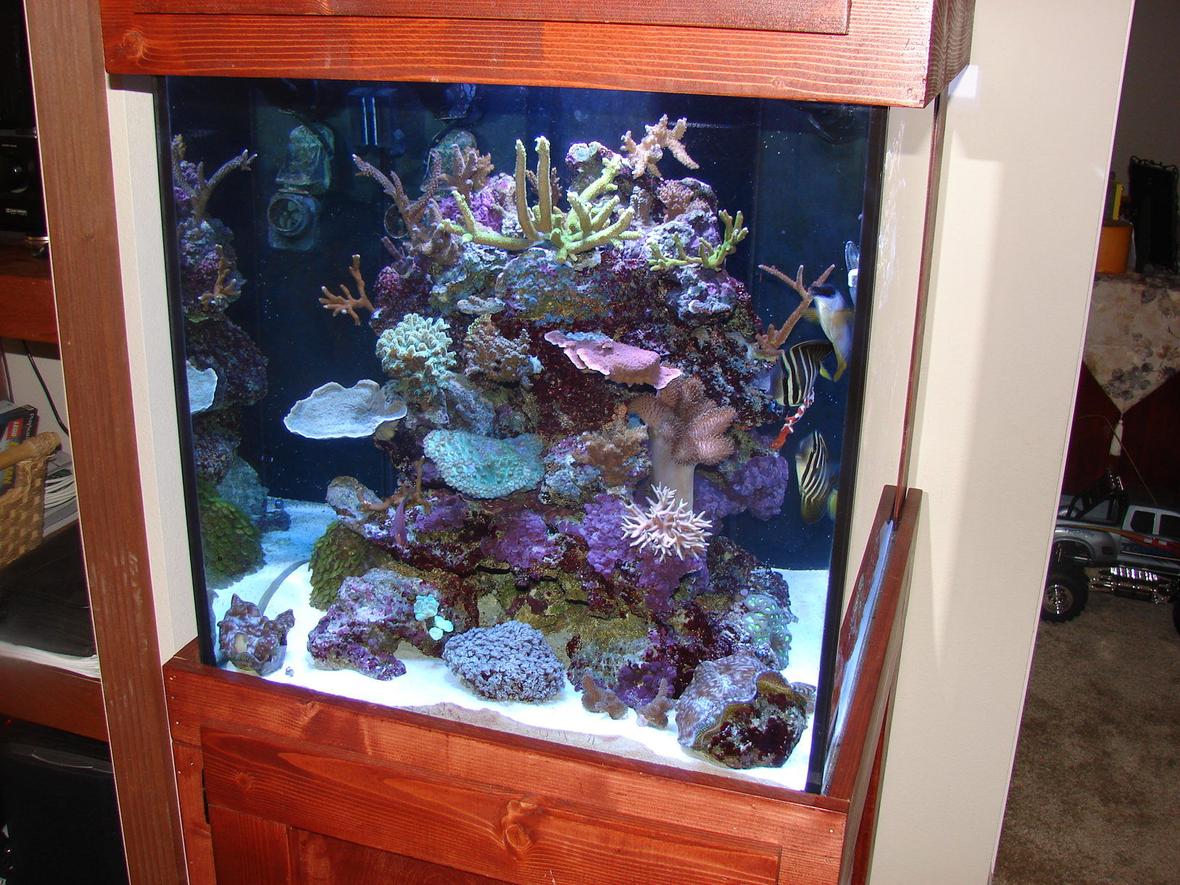 60 gallons reef tank (mostly live coral and fish) - 60 Gallon cube