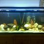 fish tank picture - Updated tank, new light and white sand!
