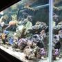 125 gallons reef tank (mostly live coral and fish) - my reef is my love.... my wife thinks more than her....