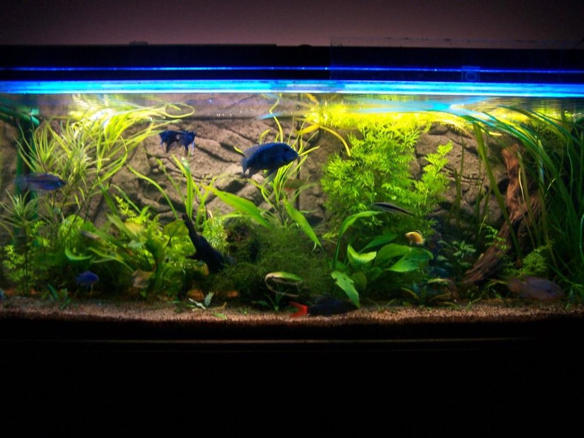 65 gallons planted tank (mostly live plants and fish) - 4'x18"x18" Planted cichlid/tropical community. Approx 18mths old