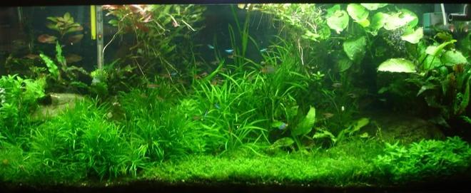 75 gallons planted tank (mostly live plants and fish) - 75G Pressurized CO2 tank, DIY CO2 reactor, 216 Watts 108W T5HO 8hrs per day 216 watt 1 hr per day, PH controller for CO2 management