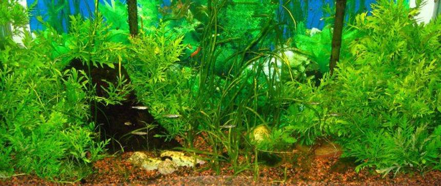 Rated #60: 35 Gallons Planted Tank - This is my 30-odd gallon native tank.  With the exception of the hygrophila difformis everything in the tank is native to Ontario's waterways.