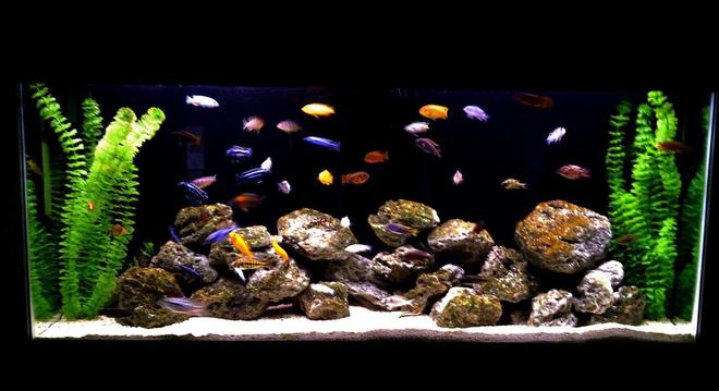 55 gallons freshwater fish tank (mostly fish and non-living decorations) - african cichlid family