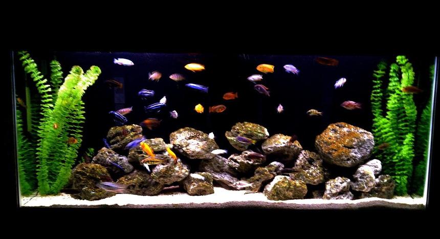 Rated #7: 55 Gallons Freshwater Fish Tank - african cichlid family