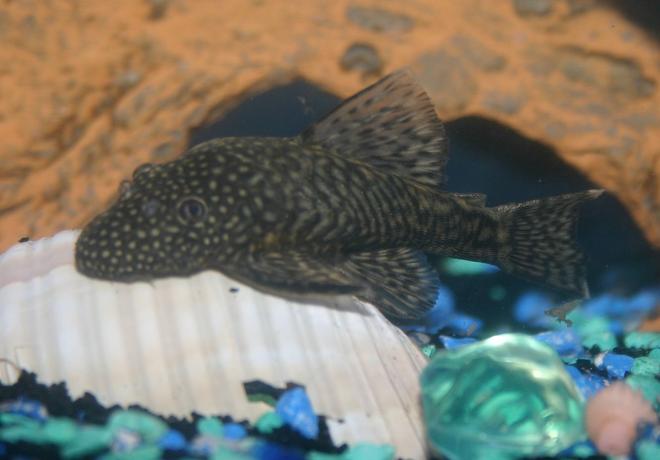 freshwater fish - ancistrus sp. - bushy nose pleco stocking in 36 gallons tank - Female Bristlenose Pleco