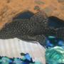 freshwater fish - ancistrus sp. - bushy nose pleco stocking in 36 gallons tank - Female Bristlenose Pleco