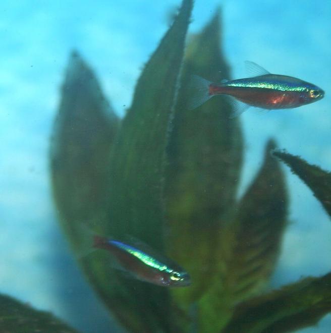 freshwater fish - paracheirodon axelrodi - cardinal tetra stocking in 36 gallons tank - Cardinal Tetras
