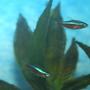freshwater fish - paracheirodon axelrodi - cardinal tetra stocking in 36 gallons tank - Cardinal Tetras