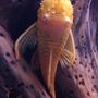 freshwater fish - ancistrus sp. - bushy nose pleco stocking in 65 gallons tank
