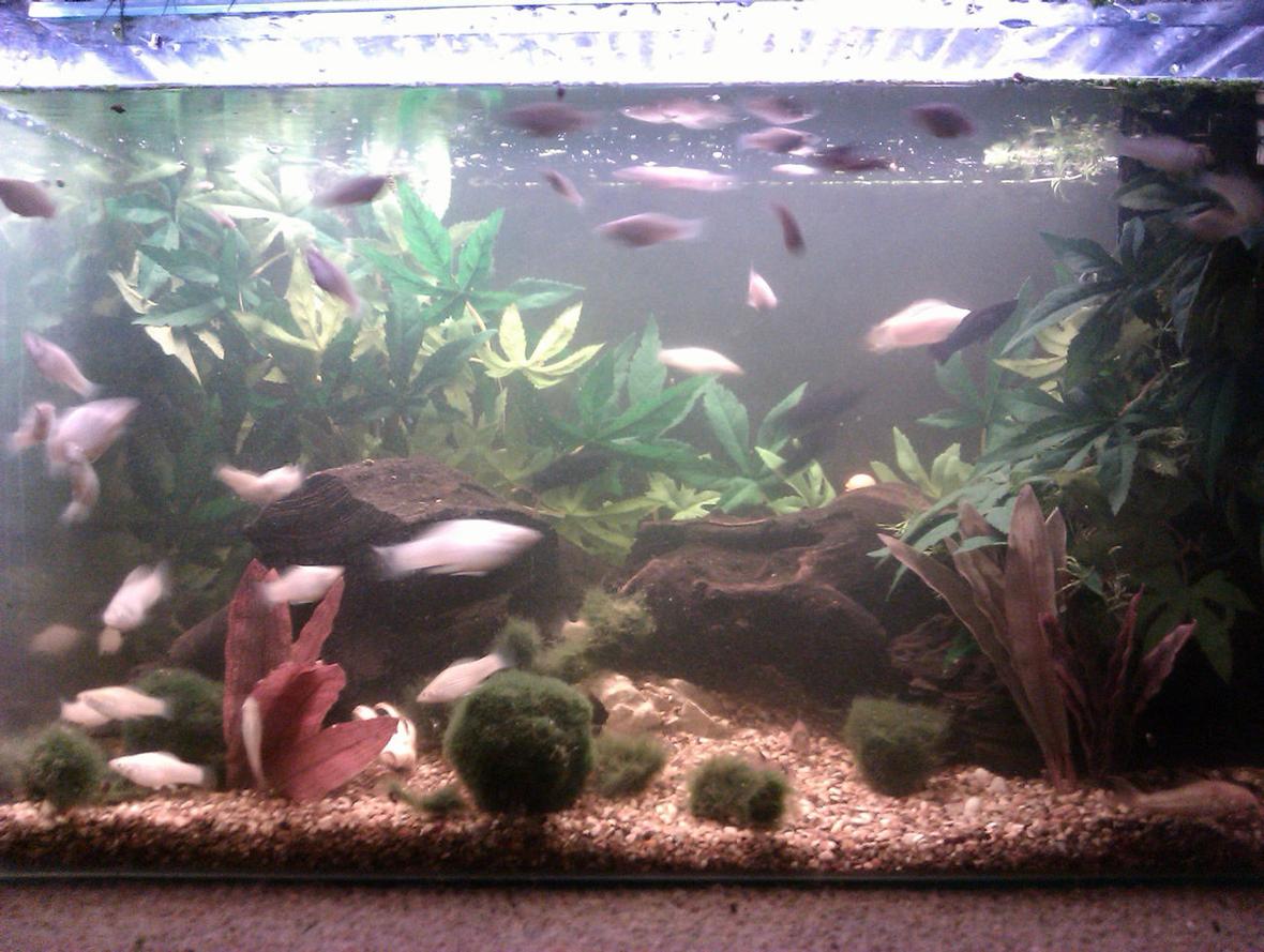 25 gallons freshwater fish tank (mostly fish and non-living decorations) - 2 foot, 25 gall (UK) tropical community tank