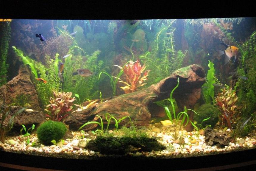 Rated #53: 66 Gallons Planted Tank - 65.5 gallons. Slightly cloudy due to water change and cleaning.