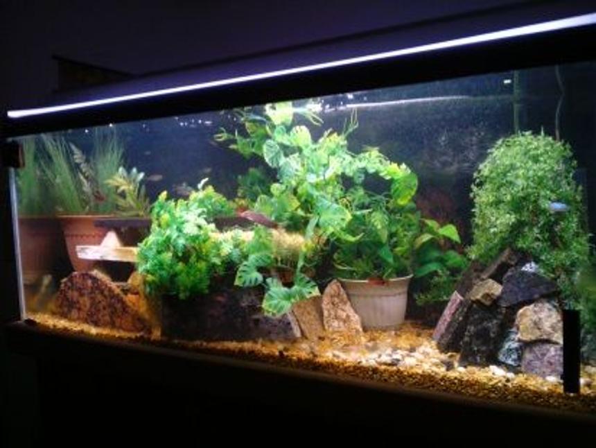 Rated #192: 75 Gallons Freshwater Fish Tank - my 75 gallon tank