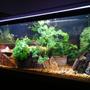 75 gallons freshwater fish tank (mostly fish and non-living decorations) - my 75 gallon tank