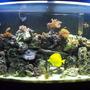 46 gallons reef tank (mostly live coral and fish) - 46 gallon bowfront reef tank 6 months old