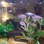 fish tank picture - how 'bout some congos?--these fish as well as the rope fish, eat from my hand