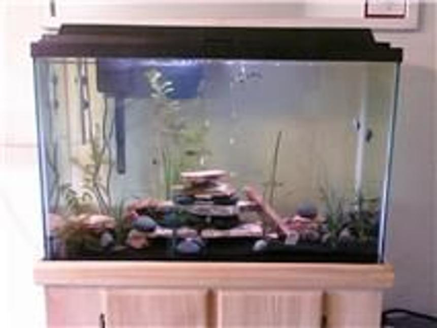 Rated #190: 45 Gallons Planted Tank - All live plants and fish